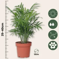 Online Mini inomhus palmen - Set om 2 - Dypsis, Chamaedorea - Höjd 25-40cm - ⌀12cm Krukväxter Inomhus