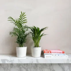 Online Mini inomhus palmen - Set om 2 - Dypsis, Chamaedorea - Höjd 25-40cm - ⌀12cm Krukväxter Inomhus