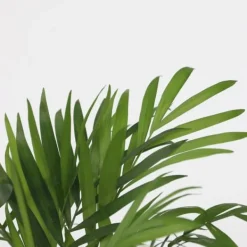 Online Mini inomhus palmen - Set om 2 - Dypsis, Chamaedorea - Höjd 25-40cm - ⌀12cm Krukväxter Inomhus
