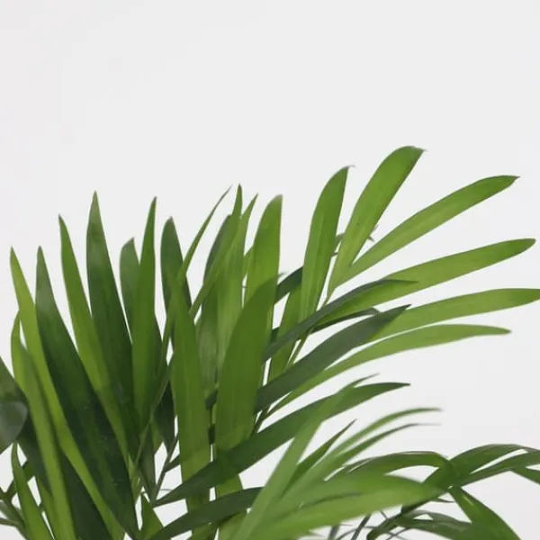Online Mini inomhus palmen - Set om 2 - Dypsis, Chamaedorea - Höjd 25-40cm - ⌀12cm Krukväxter Inomhus