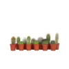 Mini kaktusar - Set om 12 - Cactus - Höjd 5-10cm - ⌀5,5cm