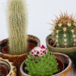 Mini kaktusar - Set om 12 - Cactus - Höjd 5-10cm - ⌀5,5cm