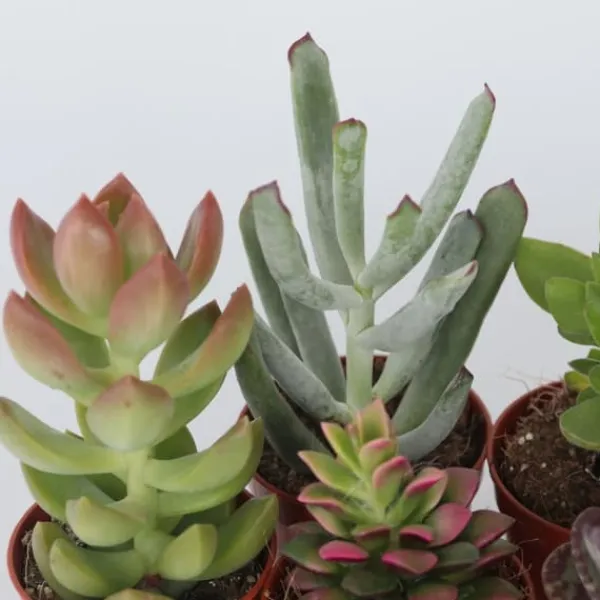 Mini suckulenter - Set om 12 - Succulent Mix - Höjd 5-10cm - ⌀5,5cm