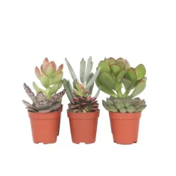 Clearance Mini suckulenter - Set om 6 - Succulent Mix - Höjd 5-10cm - ⌀5,5cm Krukväxter Inomhus