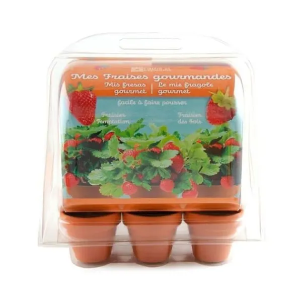 Sale Mini växthus 6 krukor - Jordgubbar att odla Kit För Växt- & Örtplantering