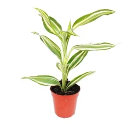 Miniplanta - Dracaena sanderiana - Drakträd - Perfekt för små skålar och glas - Liten planta i 5,5 cm kruka