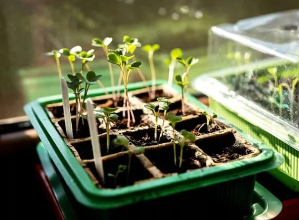 Discount Miniväxthus med två brickor på 27x20x11 cm för plantor Kit För Växt- & Örtplantering