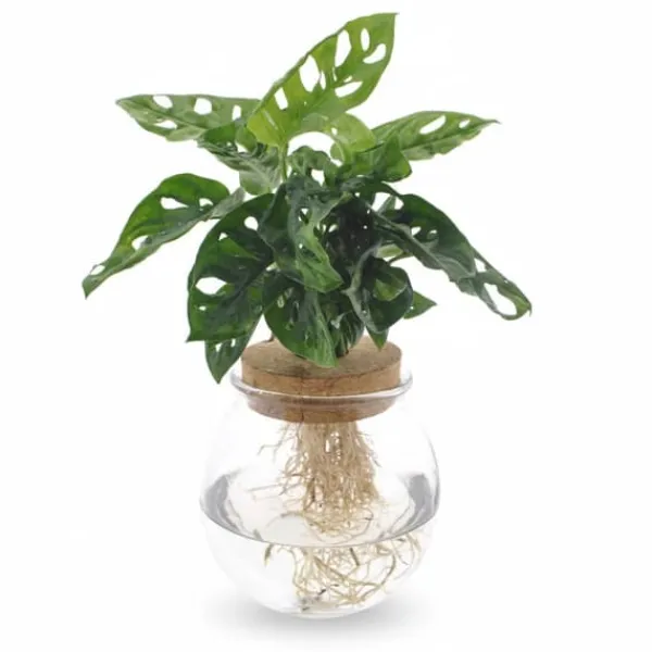 Monstera Adansonii i Glaskruka Ø12cm, Höjd ca 25cm