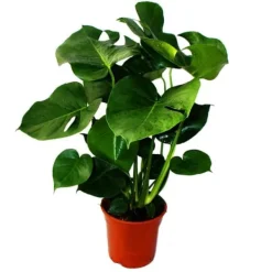 Monstera deliciosa - fönsterblad - kruka 21 cm - höjd ca 50-60 cm