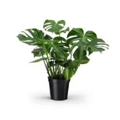 Monstera Deliciosa Krukväxt Ø21 cm, Höjd ca 75 cm