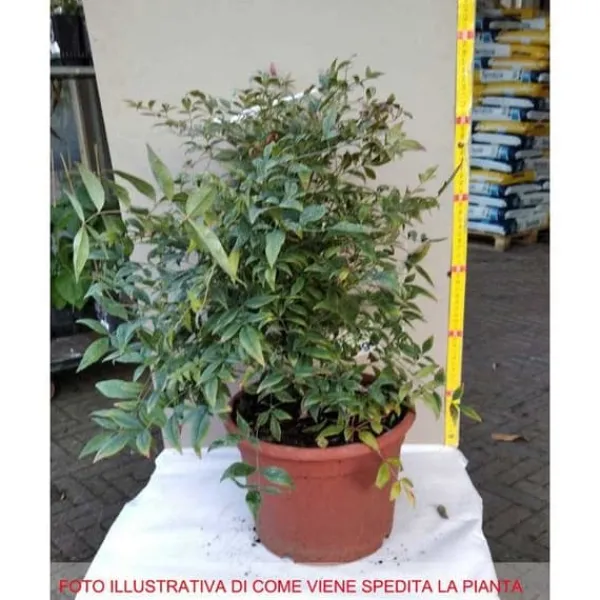 NANDINA GULF STREAM VAS 24CM ROCCIOSI AIUOLE VASER