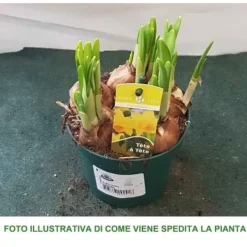Discount NARCISSUS TETE A TETE VAS 12CM BLOMKNÖLAR Blommor