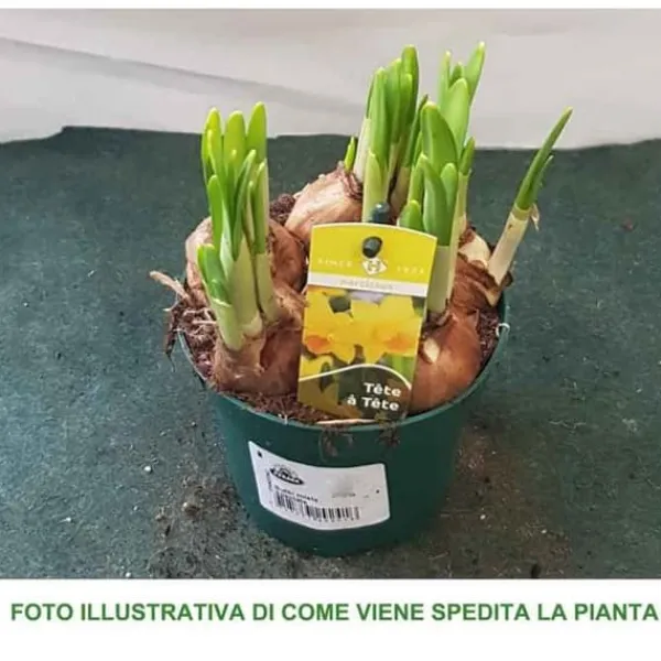 Discount NARCISSUS TETE A TETE VAS 12CM BLOMKNÖLAR Blommor