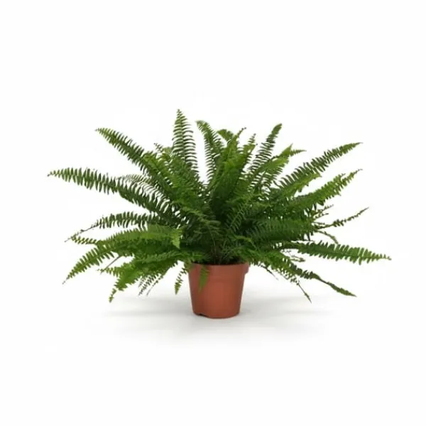 Nephrolepis Green Lady Ormbunke Ø17 cm ↕40 cm