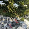 Outlet Nyckelgömma - Sten att gömma nyckel i Kassaskåp