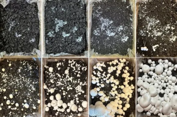 Outlet Odlingskit för bruna svampmycelium 20 kg bal 3-fas substrat Kit För Växt- & Örtplantering