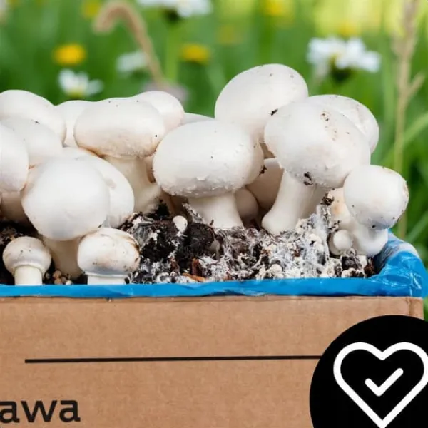 Online Odlingskit för svampmycelium 8 kg, instruktioner för hemmaodling + gratis gåva Kit För Växt- & Örtplantering
