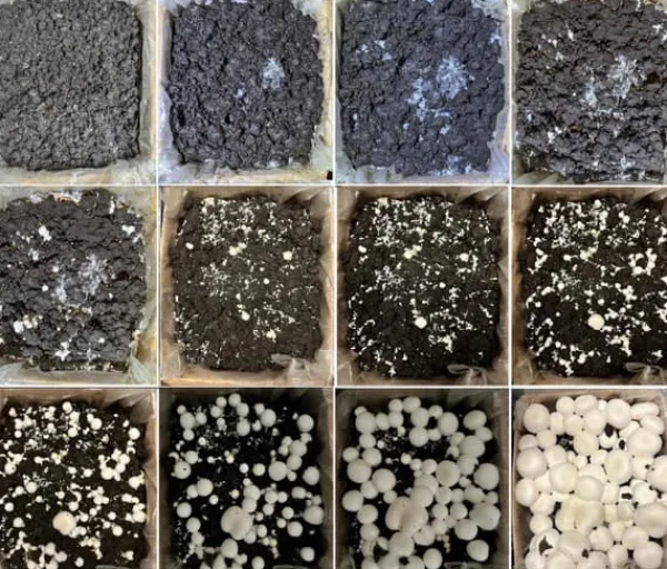 Online Odlingskit för svampmycelium 8 kg, instruktioner för hemmaodling + gratis gåva Kit För Växt- & Örtplantering