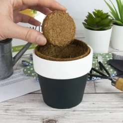 Outlet Odlingskit Öl Gift Republic Ltd. Kit För Växt- & Örtplantering