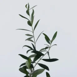 Olivbuske - Set om 2 - Olea europaea - Höjd 25-40cm - ⌀9cm
