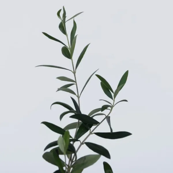 Olivbuske - Set om 2 - Olea europaea - Höjd 25-40cm - ⌀9cm