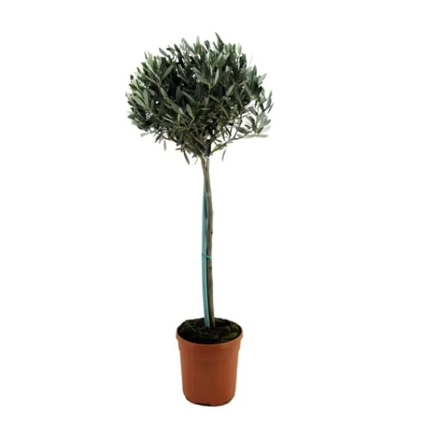 Olivträd - Olea europaea - Höjd 155-170cm - ⌀19cm