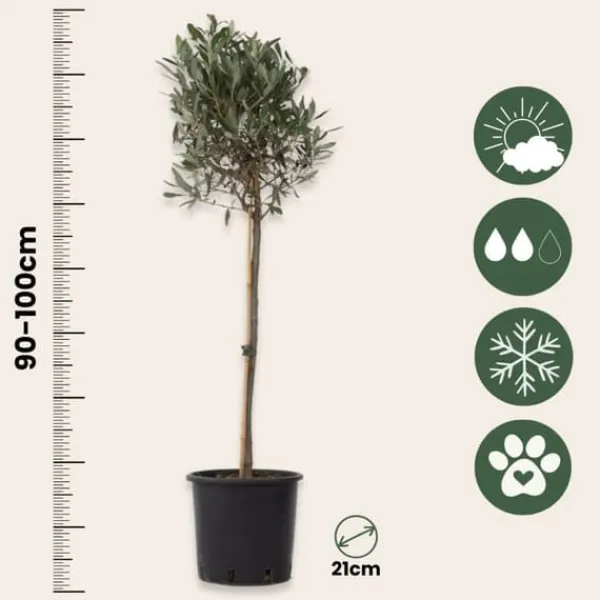 Olivträd - Olea europaea - Höjd 90-100cm - ⌀21cm