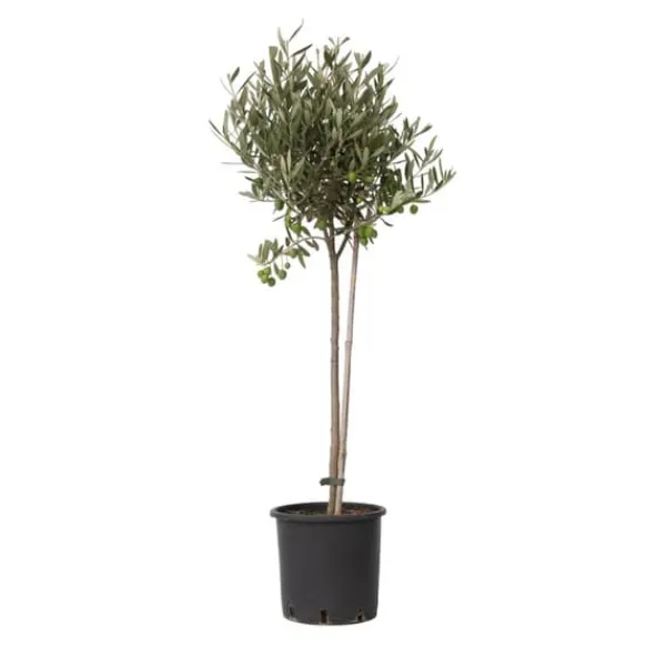 Olivträd - Olea europaea - Höjd 80-90cm - ⌀19cm Träd
