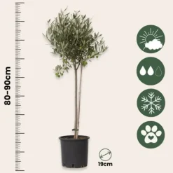 Olivträd - Olea europaea - Höjd 80-90cm - ⌀19cm Träd