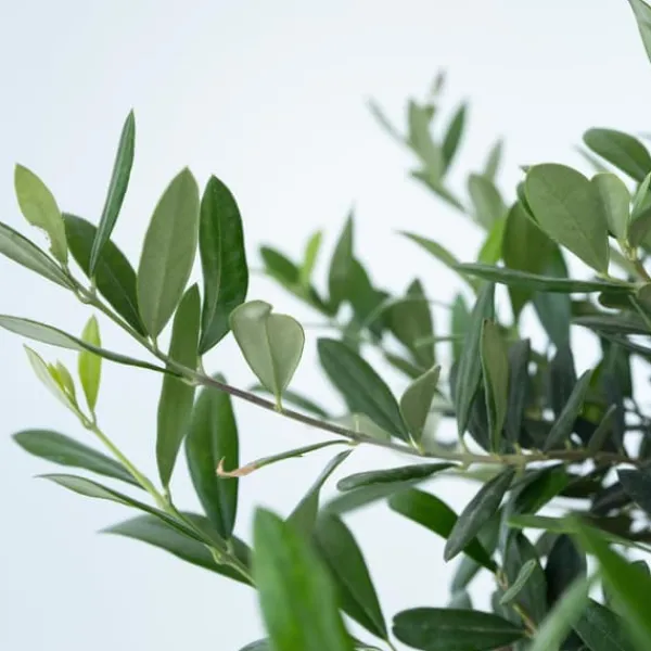 Discount Olivträd - Olea europaea - Höjd 30-40cm - ⌀21cm Träd