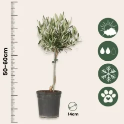 Olivträd - Olea europaea - Höjd 45-55cm - ⌀14cm