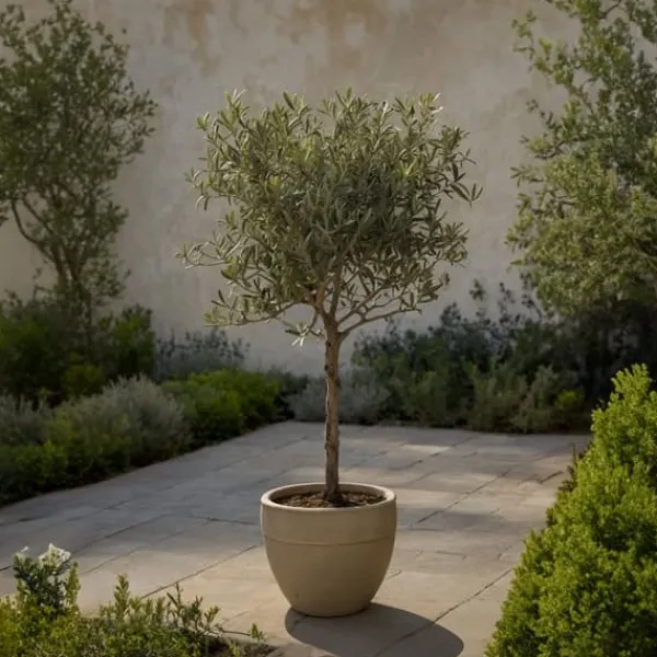 Olivträd - Olea europaea - Höjd 45-55cm - ⌀14cm