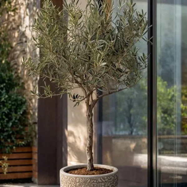 Olivträd - Olea europaea - Höjd 45-55cm - ⌀14cm