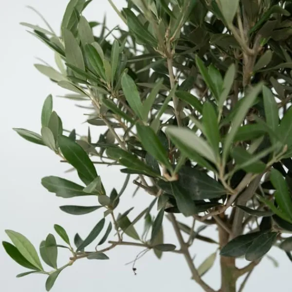 Olivträd - Olea europaea - Höjd 45-55cm - ⌀14cm