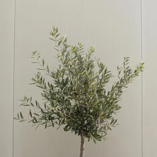 Outlet Olivträd - Set om 2 - Olea europaea - Höjd 90-100cm - ⌀21cm Träd