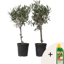 Olivträd - Set om 2 - Olea europaea - Höjd 50-60cm - ⌀14cm Träd