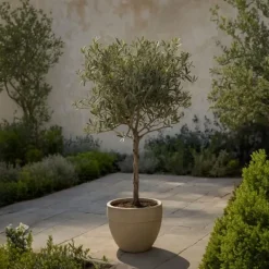 Olivträd - Set om 2 - Olea europaea - Höjd 50-60cm - ⌀14cm Träd