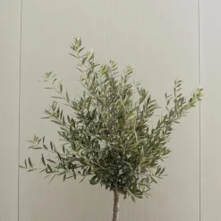 New Olivträd - Set om 2 - Olea europaea - Höjd 80-90cm - ⌀19cm Träd