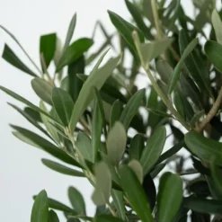 New Olivträd - Set om 2 - Olea europaea - Höjd 80-90cm - ⌀19cm Träd