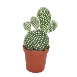 Opuntia microdasys albata - Kaktus med vita taggar - i kruka med 5,5 cm