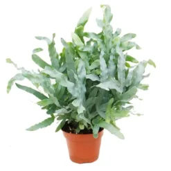 Ormbunksblandning, set om 3, 17cm