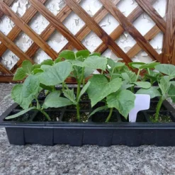 Best 3-pack 24 celler plantor plantlåda plast blomträdgård plantskola kruka planteringsfrölåda kit med lock trädgårdsodlingslåda Kit För Växt- & Örtplantering