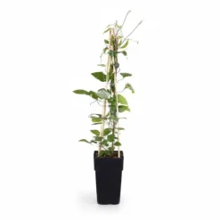 4-pack Clematis Rouge Cardinal 65 cm, kruka Ø15 cm