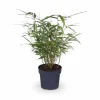 12-pack Fargesia Rufa Bambuväxter - 40 cm - Kruka Ø14 cm