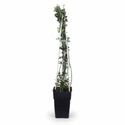 Sale 3-pack Jasminum nudiflorum 65 cm - Kruka Ø15 cm Trädgårdsväxter