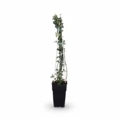 4-pack Jasminum nudiflorum 65 cm i kruka Ø15 cm Krukväxter Inomhus
