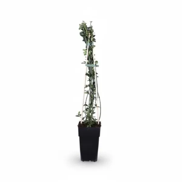 4-pack Jasminum nudiflorum 65 cm i kruka Ø15 cm Krukväxter Inomhus