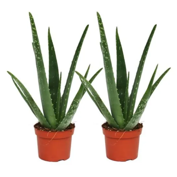Pack om 2 - Aloe vera - ca. 2 år - 10,5 cm kruka