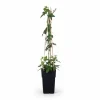 3-pack Passiflora 'Purple Haze' 65 cm med kruka Ø15 cm