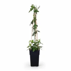 3-pack Passiflora 'Purple Haze' 65 cm med kruka Ø15 cm